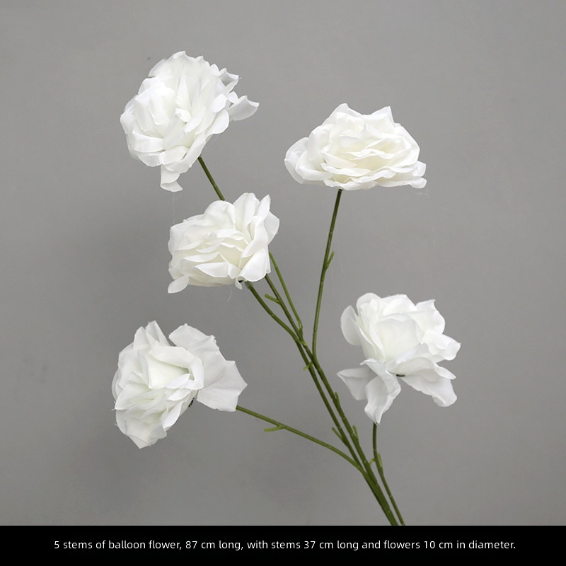 Platycodon blanc à cinq pétales