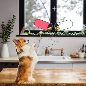 Integratore Alimentare OEM per la Salute degli Animali Domestici: Probiotici, Prebiotici e Postbiotici per Cani, Gatti e Uccelli - Supporto per la Salute della Pelle e del Pelo, Sistema Immunitario e Digestivo - Product Image 1