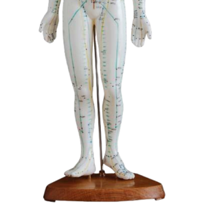Modelo Anatómico de Ciencias Médicas ADA, Herramienta de Entrenamiento, Modelo de Acupuntura Femenina de 48 cm, Modelo de Demostración de Enfermedades de 26 cm - Product Image 4