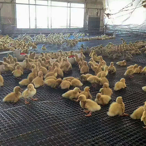 Hai trục dệt <span class=keywords><strong>geogrid</strong></span> dệt kim geomalla độ bền kéo cao polyester <span class=keywords><strong>geogrid</strong></span> 300/300kn - Product Image 6