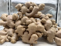Graines de gingembre frais de qualité supérieure Gingembre séché Fournisseur biologique Gingembre frais de Chine