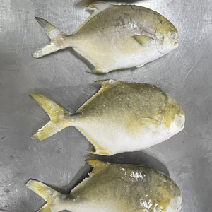 Chất Lượng Hàng Đầu Đông Lạnh Pompano Cá Pomfret Cá - Product Image 5
