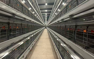 Nouvelles cages à poules automatiques de type H en acier à 4 niveaux JiHua pour la ponte des œufs, assemblées pour les élevages avicoles - Product Image 6