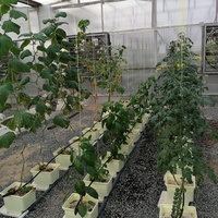 Seau hydroponique néerlandais Bato de 11 L avec couvercle multi-trous à siphon coudé pour irrigation recirculante pour la culture de tomates