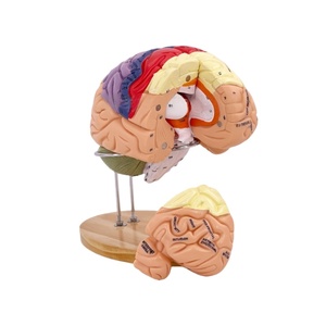 Medische Wetenschap Menselijk Brein Anatomiemodel 2x Kleurpartitie <span class=keywords><strong>4</strong></span> Delen Hersenmodel Anatomie Hersenmodel - Product Image 5