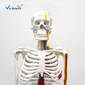 Suministro directo de fábrica de un modelo de esqueleto humano de 85 cm con corazón y vasos sanguíneos, material didáctico anatómico, hecho de PVC. - Product Image 2