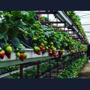 Système de <span class=keywords><strong>culture</strong></span> hors-sol et de substrat agricole, plantation en gouttière en PVC - Product Image 3
