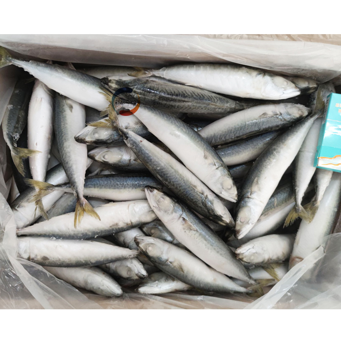 Marine Frozen pacific mackerel  scomber japonicus  whole round frozen mackerel