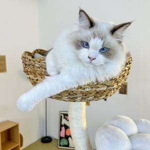 Großes Katzen-Klettergerüst aus Naturholz Handgewebtes Bananenblatt Sisal Langlebiges und Umweltfreundliches Katzenspielzeug - Product Image 5