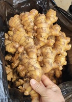 Gingembre frais jaune en vrac du Yunnan Chine Gingembre frais du Yunnan de qualité supérieure pour les opérations de transformation des aliments