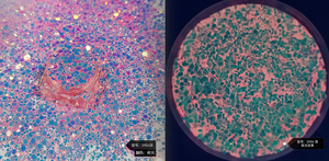 Polvere Acrilica Luminosa Fosforescente per Unghie, Resistente ai Solventi, Decorazioni Natalizie - Product Image 5