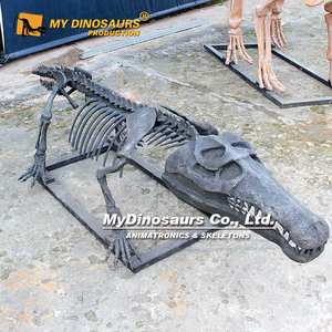 Mydinosaurussen Krokodil Skelet Model Te Koop - Product Image 3
