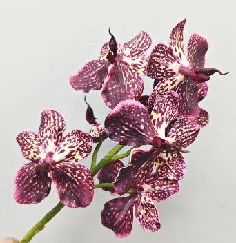 กุหลาบสีม่วง