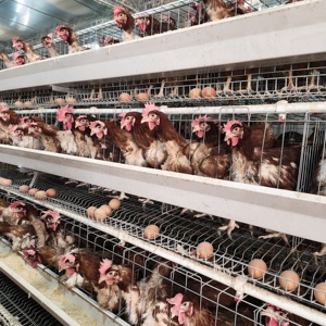 Cage automatique neuve de type 3/4 niveaux pour 2000-3000 poulets, ferme avicole, acier galvanisé, marque HENGQI - Product Image 5