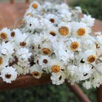 Bunga Krisan Putih Kering dan Bunga Immortelle Kering Grosir, Dekorasi Bunga Rustic untuk Hari Valentine dan Natal