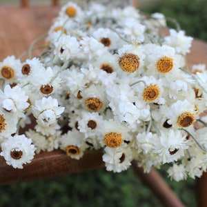 Bouquet séché d'ammonium blanc crémeux fleur de chrysanthème bouquet blanc <span class=keywords><strong>immortelle</strong></span> décoration rustique - Product Image 2