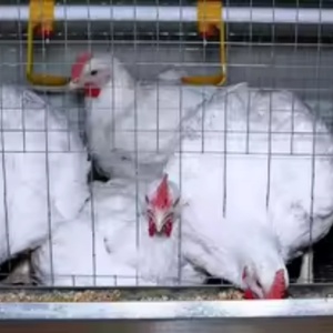 Hot Bán H Loại 3/4 Tầng 60/80 Gà Thịt Động Vật Pin Gà Lồng Kích Thước 1000 Gà Thịt Gà Thịt Lồng Cho Gia Cầm Trang Trại - Product Image 6