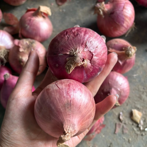 Cebolla Fresca Roja, Amarilla y Blanca, <span class=keywords><strong>Precio</strong></span> al por Mayor para Exportación - Product Image 1