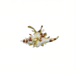 Fermacapelli a Forma di Conchiglia 9Cm, Accessorio per Capelli in Stile Conchiglia Naturale - Product Image 2