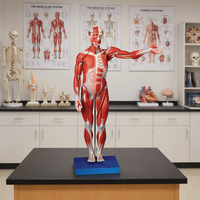 Mannequin d'anatomie musculaire complète professionnelle pour la formation clinique BIX-A1103 Simulateur de corps humain grandeur nature pour laboratoire d'infirmierie