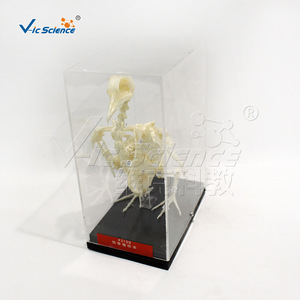 VIC43109 Espécimen de esqueleto de pájaro, material didáctico de biología para escuelas primarias y secundarias - Product Image 3