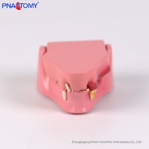 Modello Anatomico di Denti di <span class=keywords><strong>Gatto</strong></span>, Scheletro Animale, Denti Canini, Incisori e Molari, Ausili Didattici Veterinari - Product Image 5