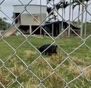 Clôture temporaire du Canada Clôture galvanisée 50*100mm Construction Clôture temporaire du Canada Prix de gros - Product Image 5