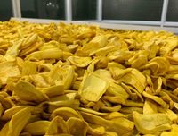 Fabriek Groothandel Gezonde Zoete Geproefde Droge Jackfruit Chips Uitstekend Vf Droogproces Vietnam Hele Vf Snack Bulk Jackfruit