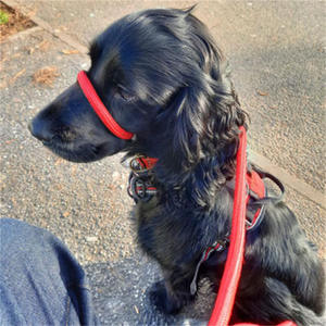 Best-Selling Dog <b>Leash</b> Muzzle Anti-Bite and Barking Anti-Eating <b>Pet</b> Harness - Product Image 1