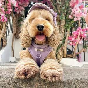 Customizable Small Size Dog <b>Harness</b> Waterproof Durable PVC With Soft Fabric Adjustable Leash Collar Set Hands-Free for <b>Pets</b> - Product Image 5