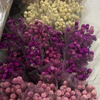 Globe amarante séchée en gros, Gomphrena multicolore naturelle, Gomphrena Globosa séchée pour la décoration intérieure