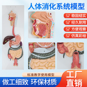 Modèle du système digestif humain ; démonstration et enseignement des glandes digestives ; cavité buccale, pharynx, œsophage, système gastro-intestinal - Product Image 5