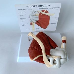 Modelo de banda escapular esquelética humana y músculo clavicular - Product Image 5