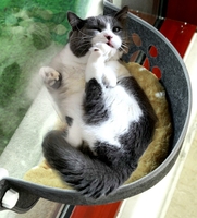 Verre croissant ventouse feutre chat nid chat nid hamac français fenêtre ventouse animal nid