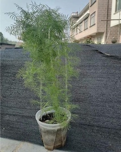 Treillis en forme de U transparent pour plantes en pot, intérieur/extérieur, acrylique transparent, pour plantes grimpantes, vignes, <span class=keywords><strong>lierre</strong></span> - Product Image 1