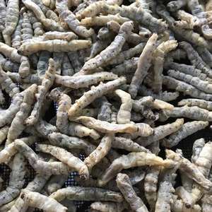 Alimento Ecológico para Mascotas SilkWorm, Proteína de Insectos, <span class=keywords><strong>Gusano</strong></span> de Seda Fresco Preservado - Product Image 2