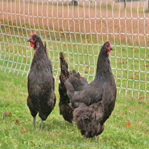 Garden Poultry Breeding Chicken Fence Net Green Fruit Garden Vineyard Protection Bird Net
