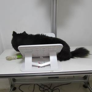 ที่ยึดรังสีเอกซ์เอ็กซ์เรย์แบบปรับได้สำหรับสัตวแพทย์,เครื่องมือตรวจสอบ Dysplasia ของสุนัขสะโพกสำหรับ CHD - Product Image 2