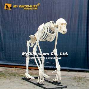 Z MY DINO AS-019, modelo de animales en 3D, <span class=keywords><strong>esqueleto</strong></span> de <span class=keywords><strong>gorila</strong></span> en venta - Product Image 4