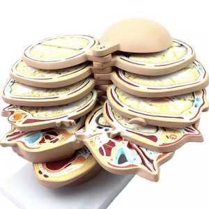 Medizinisches Lehr modell <span class=keywords><strong>Human</strong></span> Skull Cross-Sectional Tomography Model für die Neuro anatomie ausbildung - Product Image 6