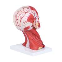 Modèle de dissection de la tête et du col de l'utérus avec cerveau 270x170x210(mm) SMD158