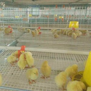 Hoàn thành tự động pullets nuôi động vật lồng hệ thống chăn nuôi gia cầm Thiết bị chăn nuôi gà lồng hệ thống - Product Image 3
