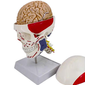 Modelo de enseñanza de cráneo muscular anatómico de tamaño Real, modelo de Anatomía Humana, <span class=keywords><strong>esqueleto</strong></span> de cabeza para ciencia médica - Product Image 3