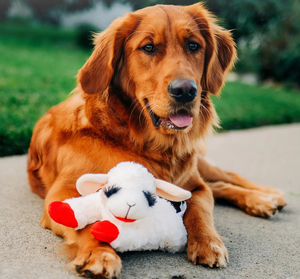 Simpatico giocattolo stridulo per <span class=keywords><strong>cani</strong></span> peluche peluche di <span class=keywords><strong>agnello</strong></span> - Product Image 3