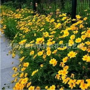<span class=keywords><strong>Semi</strong></span> <span class=keywords><strong>di</strong></span> Coreopsis a Fiori Grandi Perenni, Facili da Seminare, Crescita Rapida, Varietà Selvatica per Paesaggistica e Fiori Marini - Product Image 4
