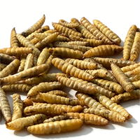 Larves de Mouches Soldat Noires Séchées Certifiées, Aliment Pur et Sûr de Qualité Supérieure pour l'Élevage Quotidien des Koi, des Poissons Perroquets et de la Volaille
