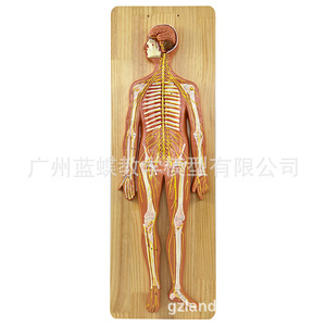 Modelo Anatómico del Sistema Nervioso Humano; Modelo del Sistema Nervioso Central Humano; Cerebro; Médula Espinal; Nervios Espinales Periféricos - Product Image 2