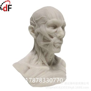 Anatomical Model Human <b>Head</b> Neck Muscle Structure ABS Medical Science Education <b>Training</b> Model - Product Image 1