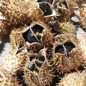 Empaquetado en una bolsa de semillas de estramonio secas con patrón de alimentos y bebidas de sabor seco - Product Image 6