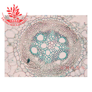 Portaobjetos microbianos de alta transmitancia para la investigación científica en la educación superior y laboratorios biológicos, incluyendo - Product Image 1